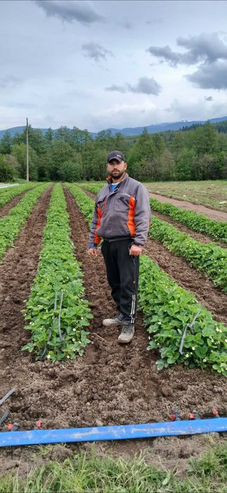 Разсад Ягоди И малини