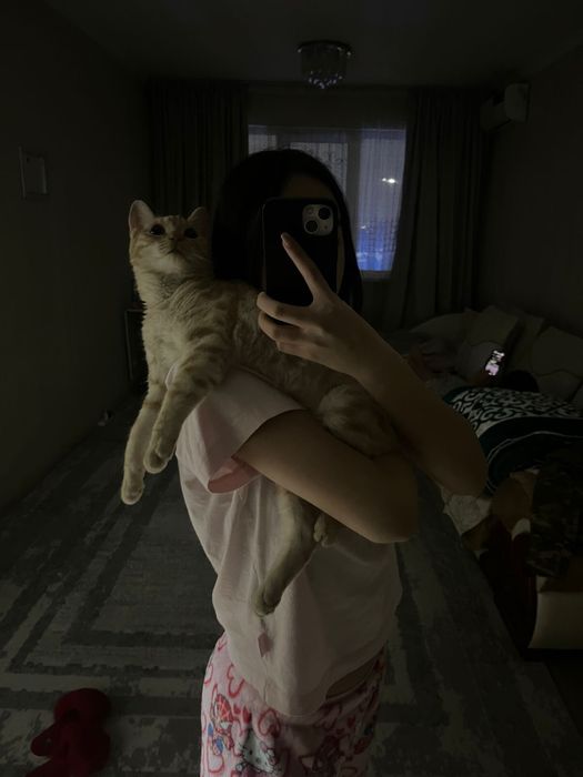 Рыжий котенок продам