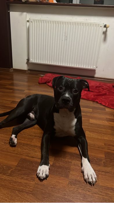 Pet sitter/cazare caini Bucuresti