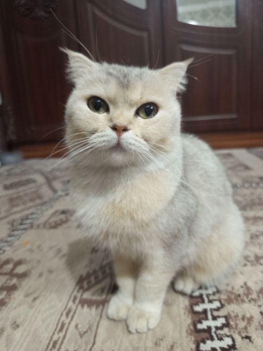 Mushu sotiladi qiz