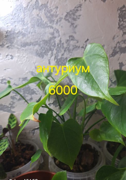 Продам домашние цветы