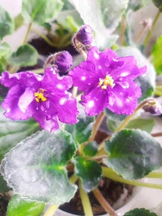 Продам молодые цветущие фиалки