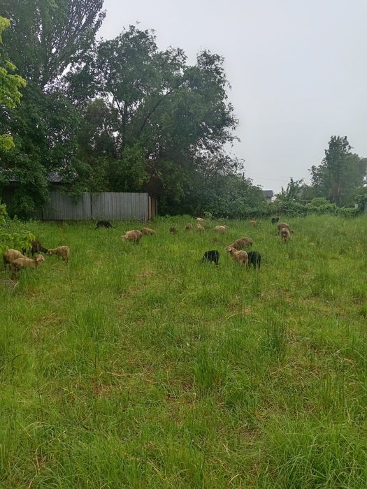 Продам баран с ягненком