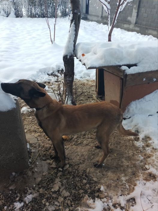 Erkak malinuva 9oylik