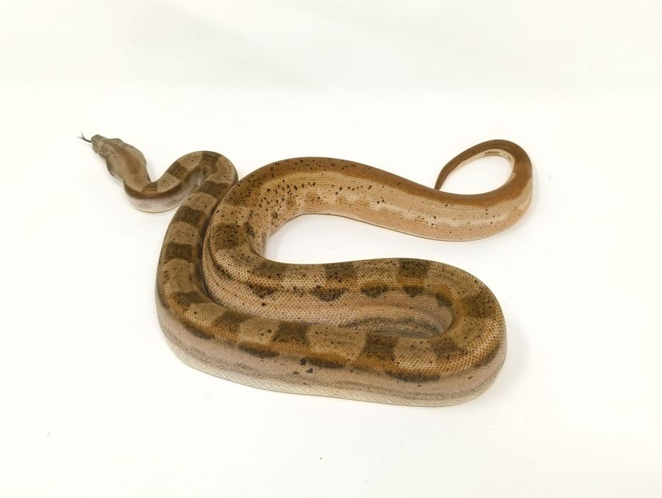 Боа Удушвач       .