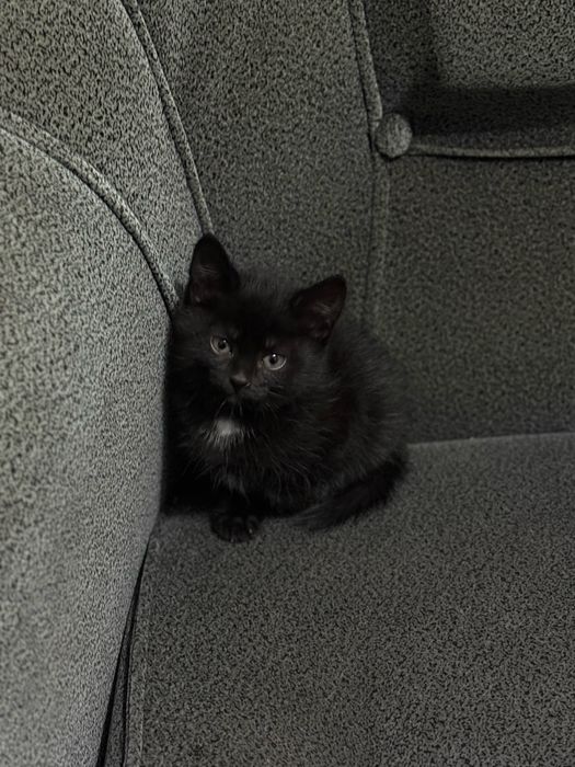 Отдам котенка, девочка