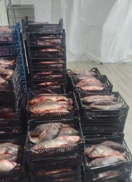 Свежезамороженный сазан