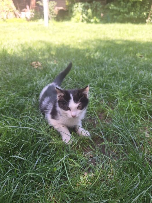 Котята бесплатно
