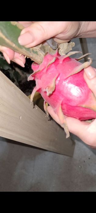 Питахайя / драконий фрукт