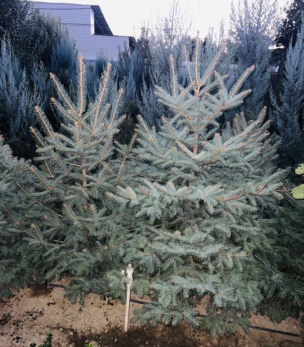 Кипарис Аризонка ва Еллар  сотувда бор