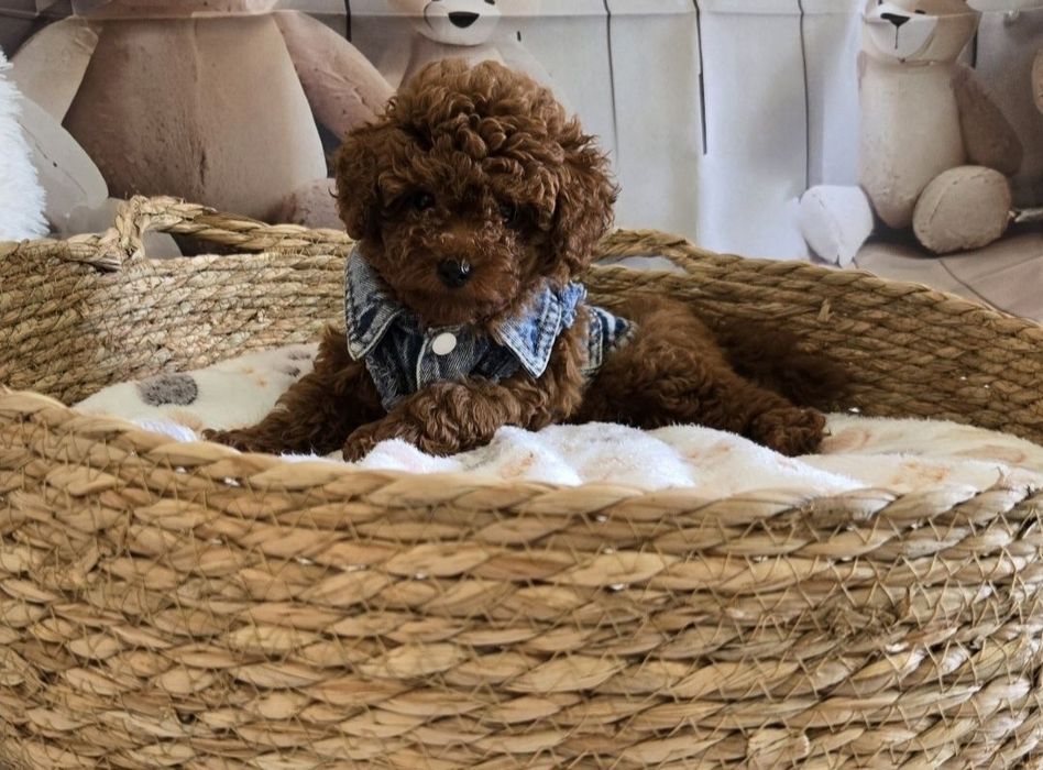 Пудел той Poodle toy генетични тестове на родитерите /родословие Момче