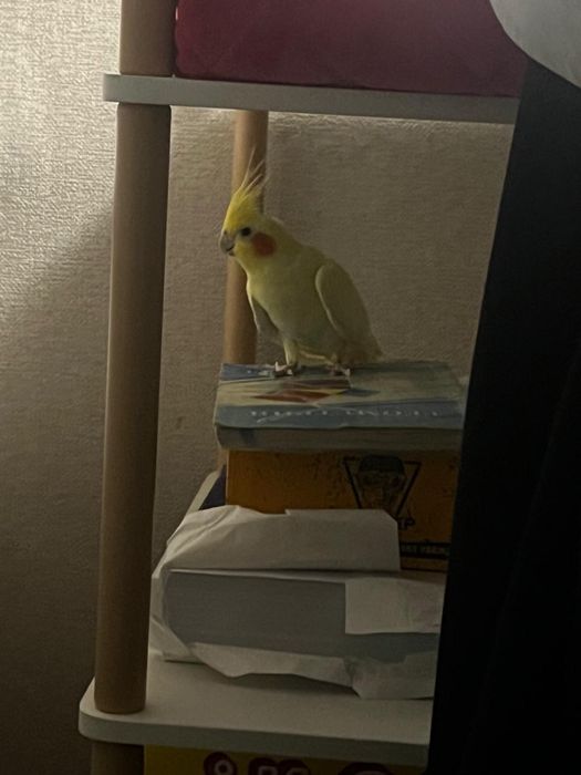 Попугай Корелла