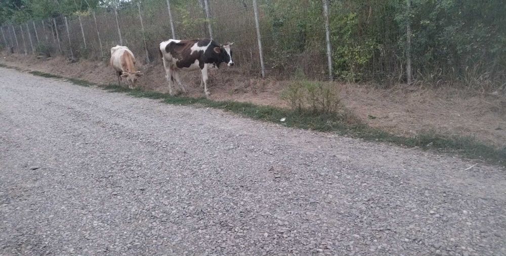 Vând vaci gestante și junele