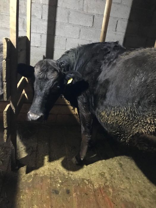 Продается первотелка