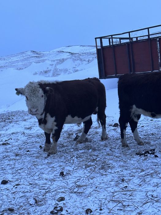 Букалар 1 категориялы