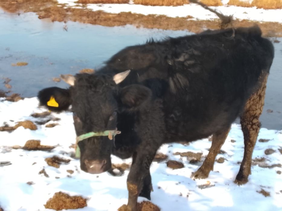 Продам стельных коров