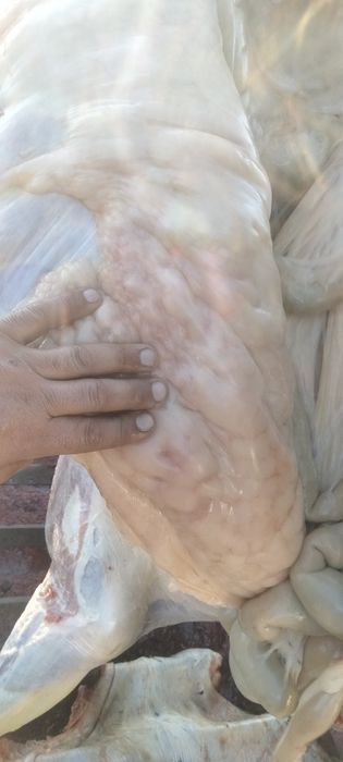 Продаём мясо конины