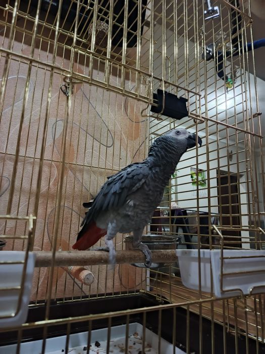 Продается попугай жако