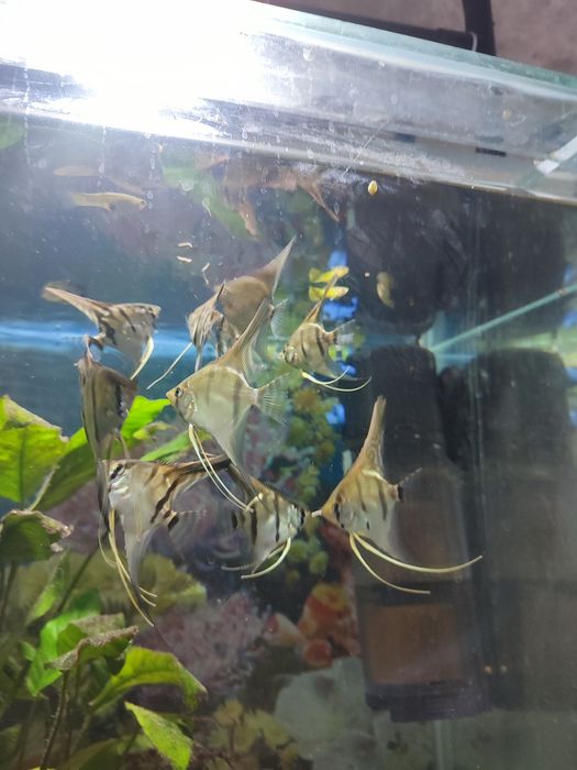 Скалярии манакапуру