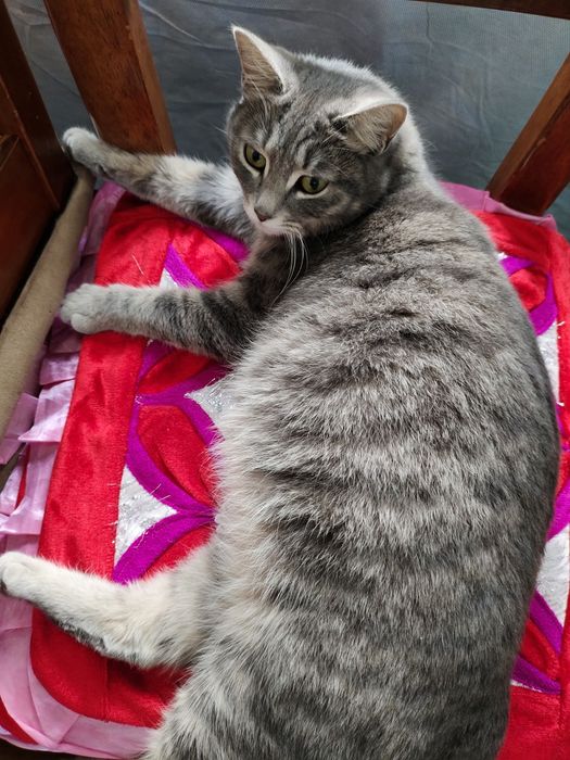 Бесплатно отдам кошка