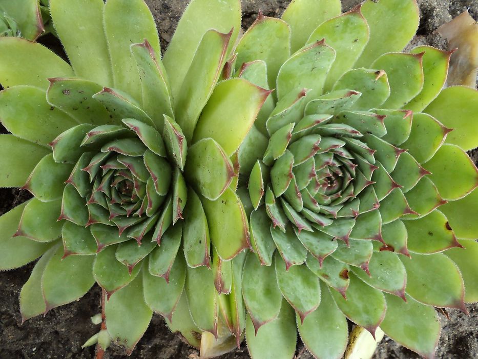 Сукуленти / Алпийска роза / Дебелец