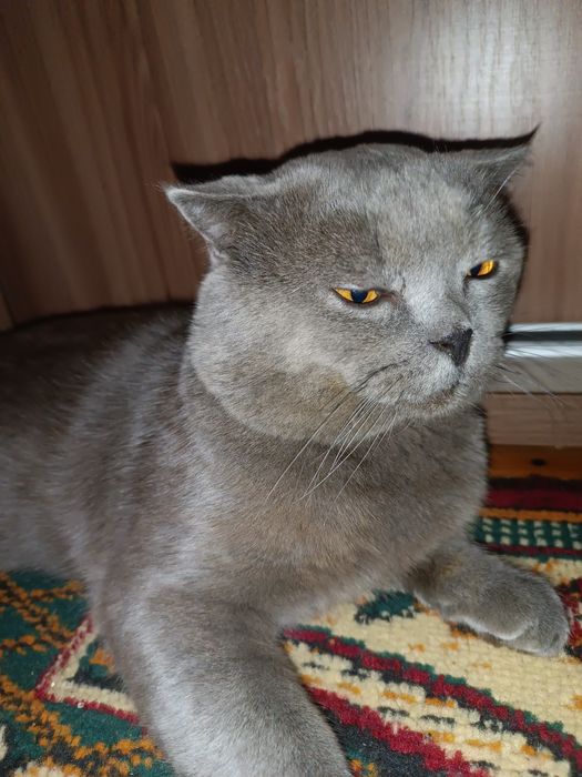 Котёнок скотиш фолд