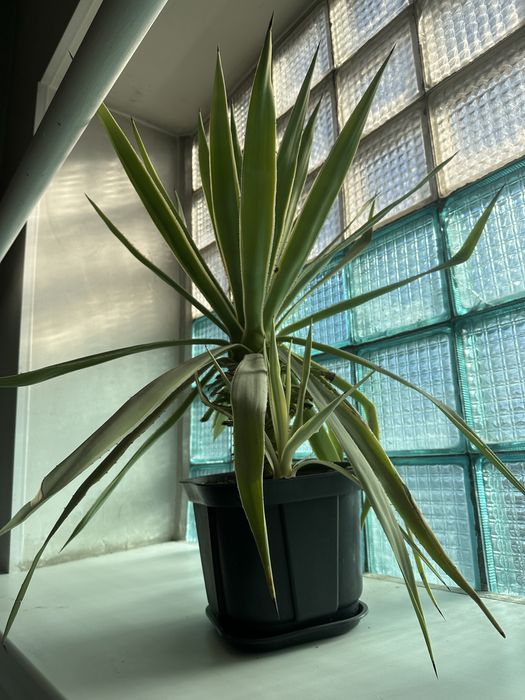 Продам агаву большую