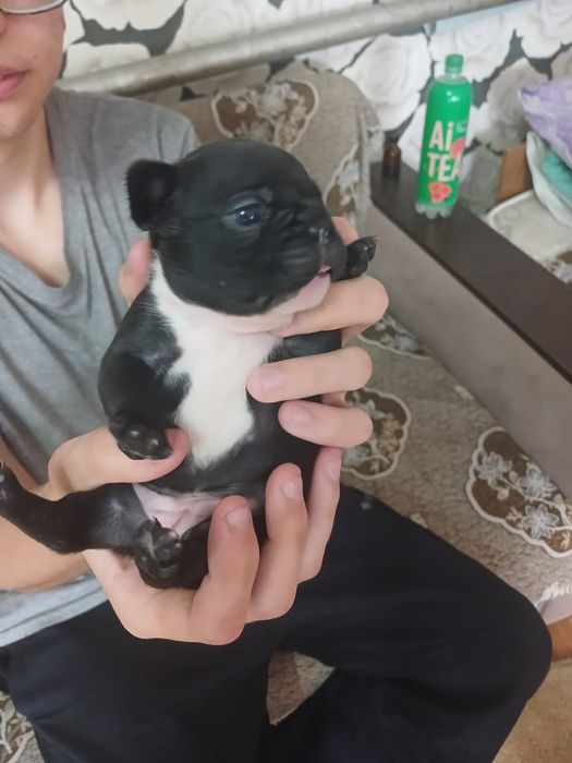 Щенки французкого бульдога