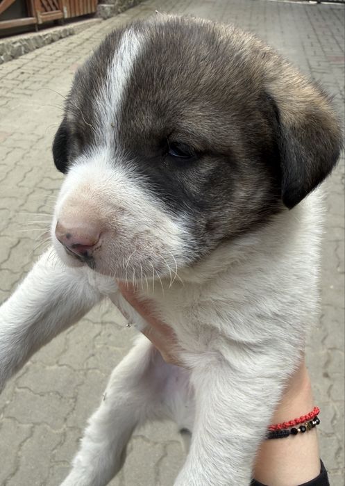 3 catelusi spre adoptie