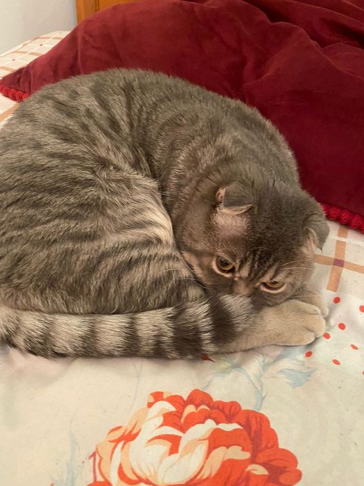 Мысық шотланская порода