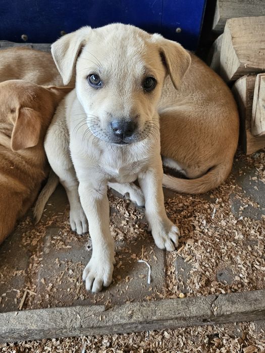 Adopții catei -donații