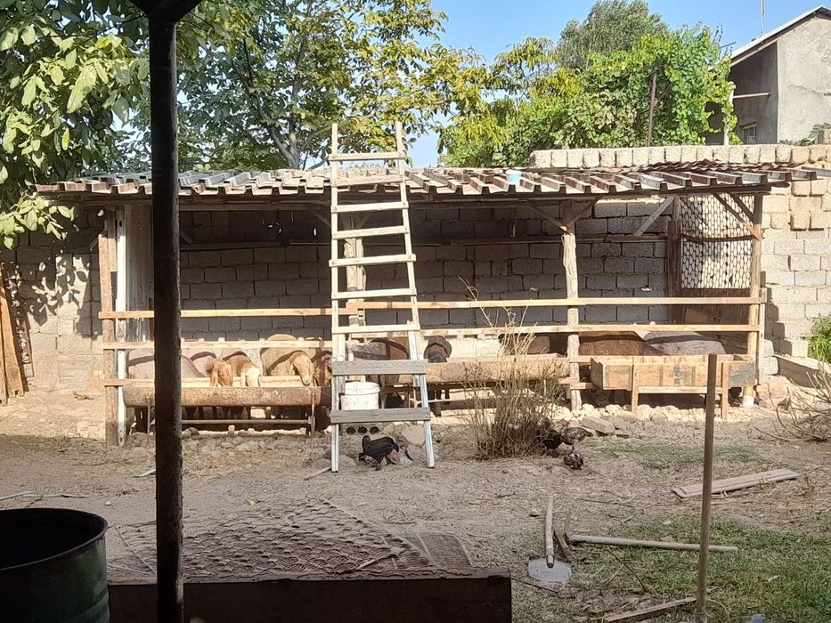 Ferma uchun uy sotiladi