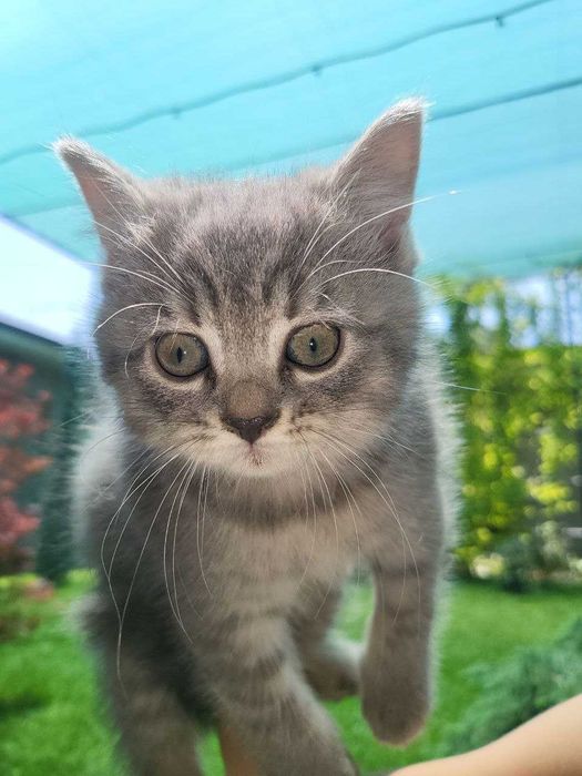 Продаются два котёнка (2 месяца)