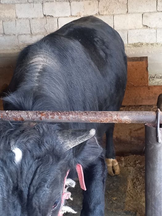 Бұқа сатылады етке