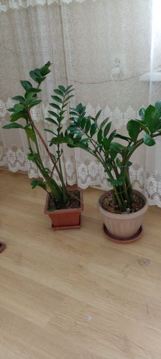 Комнатные цветы мастера , фикус пальмы