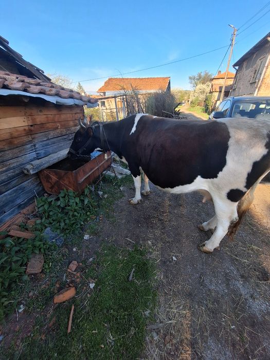 Продавам Крава в 8ми месец