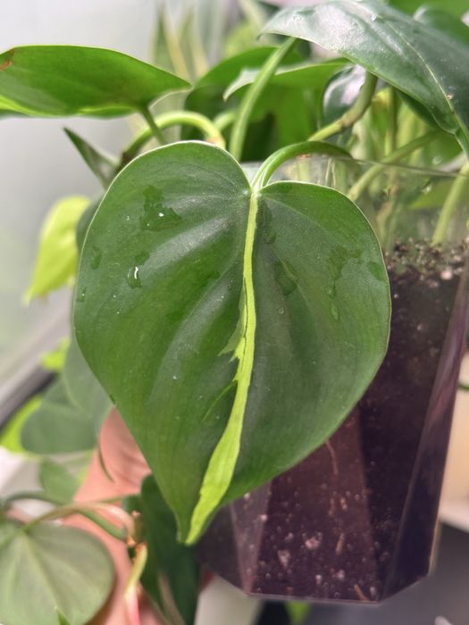 Филодендрон бразил