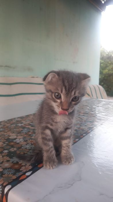 Котенок котенок продам