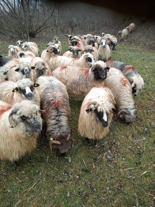 Oi de vanzare / 700 de lei bucata / suceava / contact in privat