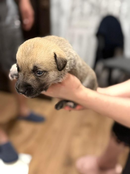 Отдам щенят в хорошие руки