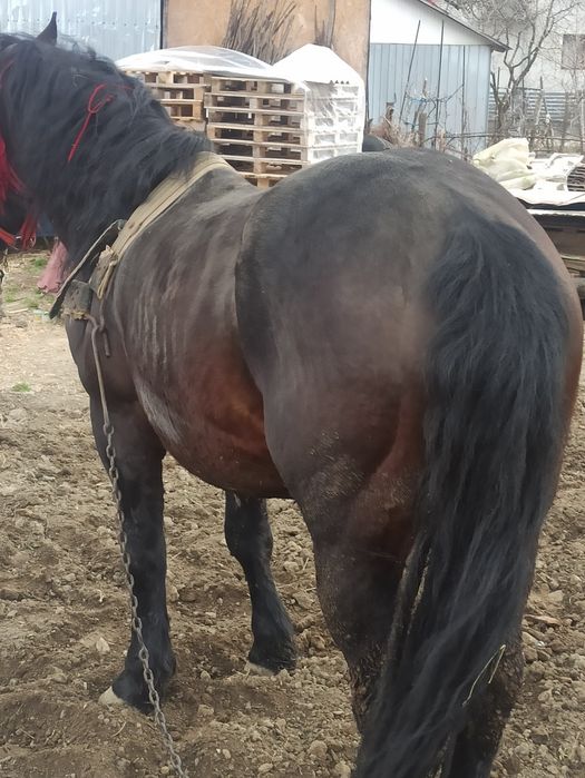 Vând  armăsar sau schimb