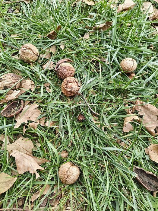 Орехи грецкие, крупные