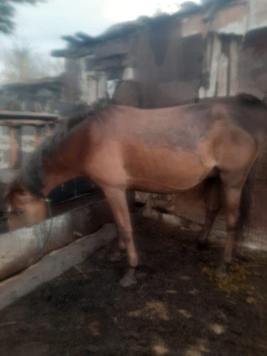 Срочно продам кобылу