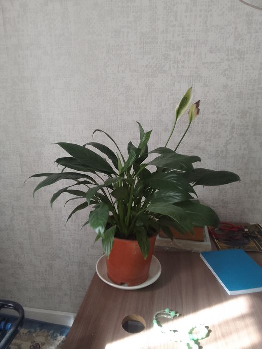 женское счастье цветок