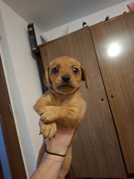 Donez pui de metis talie mica