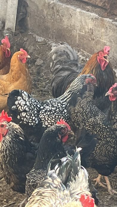 Продам курей виандот