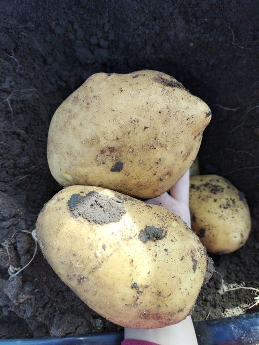 Картофель домашний!