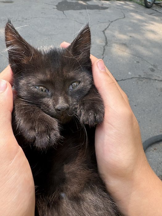 Отдам в добрые руки очаровательную чёрную кошечку
