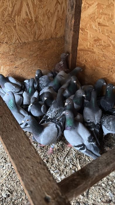 Voiajori inelati de vânzare 5 perechi