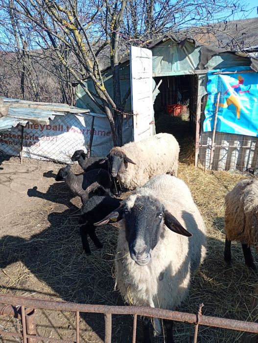 Vând 5 oi și 1 berbec,carabașă de Teleorman